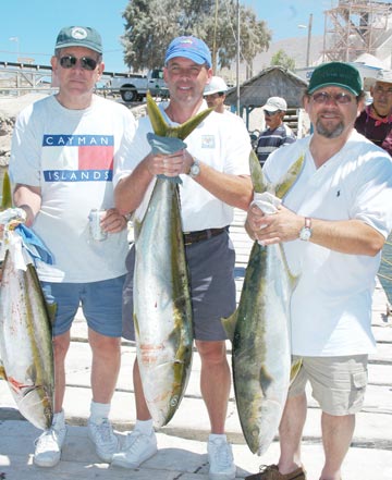 Yellowtail caught off Isla San Marcos, Mexico.