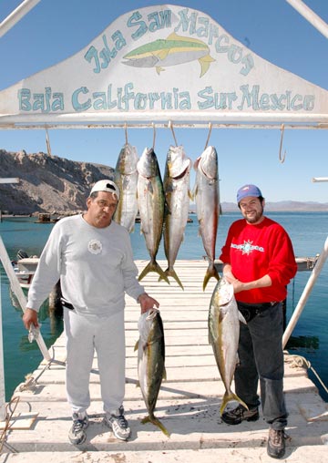 Isla San Marcos yellowtail fishing.